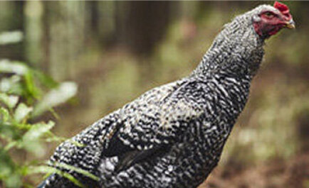 神奈川の自然を美味しさに変えるこだわりの地鶏育成