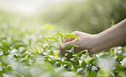 さらなる成長の道筋を見つけるマーケティングリサーチ