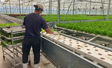 高度に自動化された大規模施設による水耕栽培で、次世代の農業を創造していく