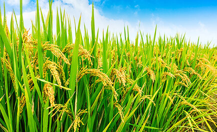 100年先も潤う豊かな米文化を守り抜く