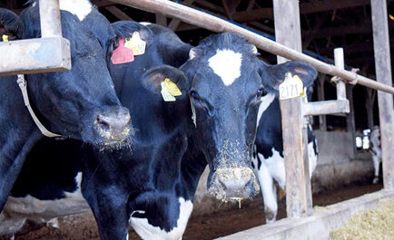 農畜産業における6次産業化とサステナビリティへの取り組み：カミチクホールディングス