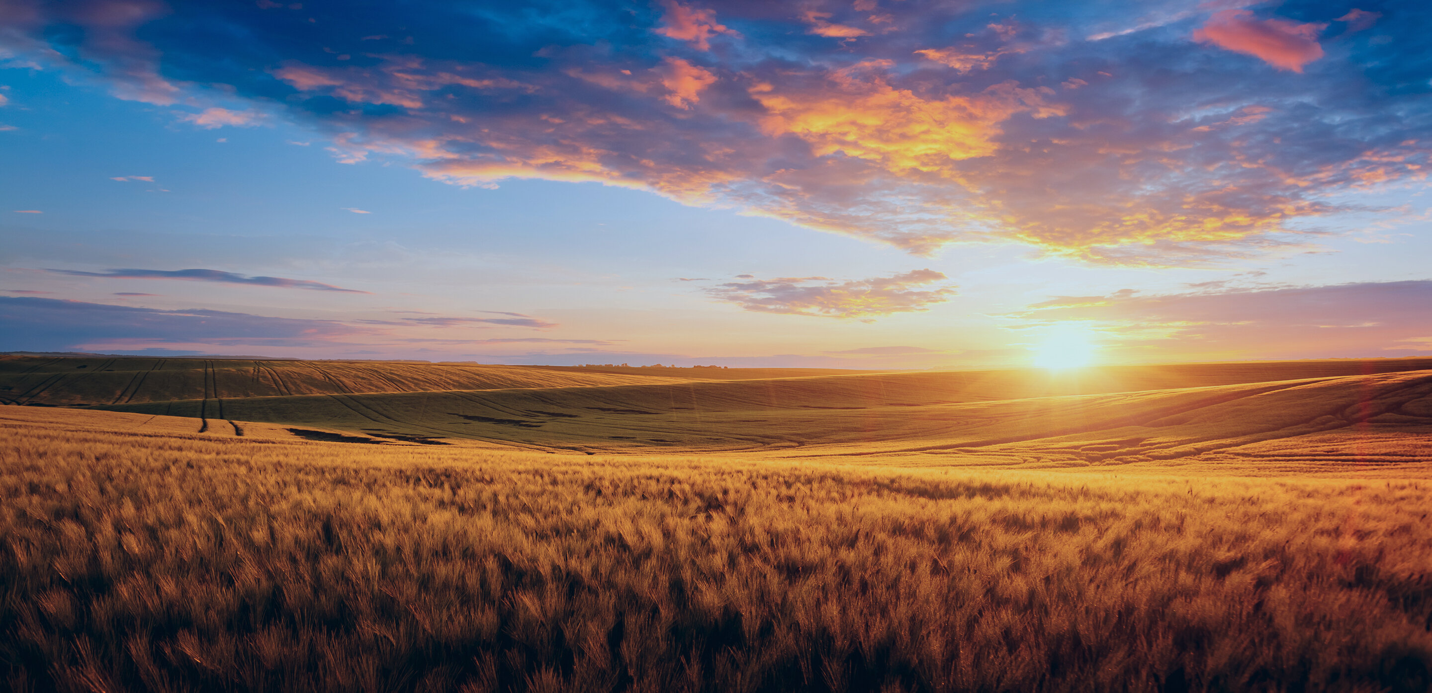 食品ビジネスの未来を拓く
